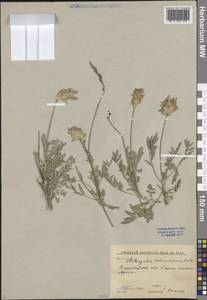 Астрагал Шренка Fisch. & C.A.Mey., Средняя Азия и Казахстан, Западный Тянь-Шань и Каратау (M3) (Узбекистан)