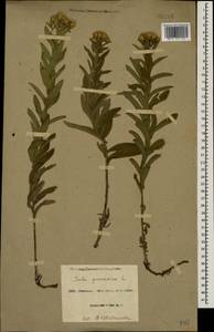 Pentanema germanicum (L.) D. Gut. Larr., Santos-Vicente, Anderb., E. Rico & M. M. Mart. Ort., Кавказ, Азербайджан (K6) (Азербайджан)