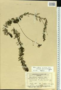 Utricularia ×australis R. Br., Восточная Европа, Московская область и Москва (E4a) (Россия)