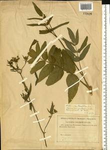 Поручейник сахарный L., Восточная Европа, Нижневолжский район (E9) (Россия)