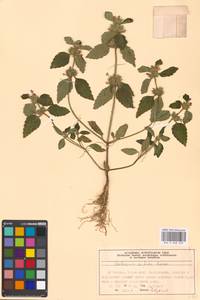 Пикульник двунадрезанный, Жабрей Boenn., Восточная Европа, Московская область и Москва (E4a) (Россия)