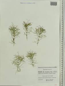 Хвощ полевой L., Восточная Европа, Северный район (E1) (Россия)