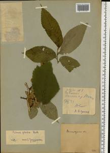 Вяз голый, Вяз шершавый Huds., Восточная Европа, Северо-Западный район (E2) (Россия)