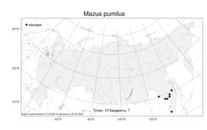 Mazus pumilus, Мазус крошечный (Burm. fil.) Steenis, Атлас флоры России (FLORUS) (Россия)