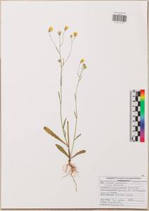 Скерда кровельная L., Восточная Европа, Центральный район (E4) (Россия)