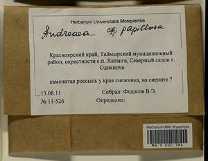 Andreaea rupestris var. papillosa (Lindb.) Podp., Гербарий мохообразных, Мхи - Красноярский край, Тыва и Хакасия (B17) (Россия)