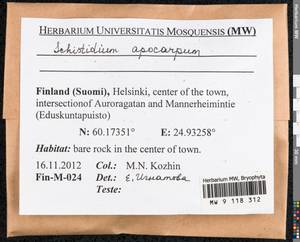 Schistidium apocarpum (Hedw.) Bruch & Schimp., Гербарий мохообразных, Мхи - Западная Европа (BEu) (Финляндия)