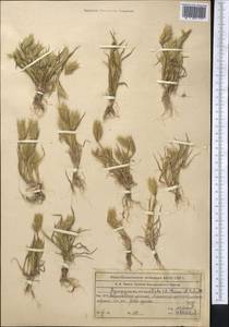 Мортук восточный (L.) Jaub. & Spach, Средняя Азия и Казахстан, Муюнкумы, Прибалхашье и Бетпак-Дала (M9) (Казахстан)