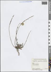 Желтушник щитовидный (M.Bieb.) DC., Крым (KRYM) (Россия)