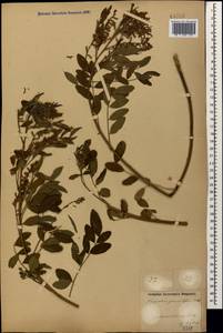 Солодка голая L., Кавказ, Азербайджан (K6) (Азербайджан)