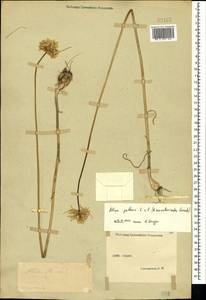 Allium paniculatum subsp. pallens (L.) K.Richt., Крым (KRYM) (Россия)