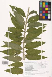 Гулявник прямой L., Восточная Европа, Центральный район (E4) (Россия)