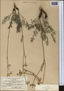 Конский фенхель Ледебура (G.Don) J.H.Xue, Chepinoga & K.P.Ma, Средняя Азия и Казахстан, Северный и Центральный Казахстан (M10) (Казахстан)