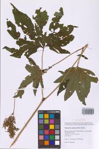 Filipendula digitata (Willd.) Bergmans, Сибирь, Дальний Восток (S6) (Россия)