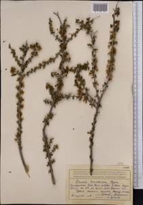 Prunus prostrata var. concolor (Boiss.) Lipsky, Средняя Азия и Казахстан, Северный и Центральный Тянь-Шань (M4) (Киргизия)
