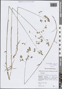 Anthoxanthum nitens (Weber) Y.Schouten & Veldkamp, Сибирь, Прибайкалье и Забайкалье (S4) (Россия)