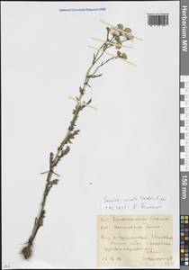 Крестовник весенний Waldst. & Kit., Восточная Европа, Молдавия (E13a) (Молдавия)