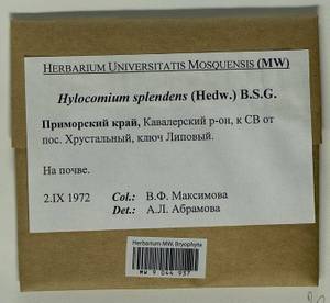Hylocomium splendens (Hedw.) Schimp., Гербарий мохообразных, Мхи - Дальний Восток (без Чукотки и Камчатки) (B20) (Россия)