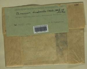 Climacium dendroides (Hedw.) F. Weber & D. Mohr, Гербарий мохообразных, Мхи - Прибалтика (B1) (Литва)