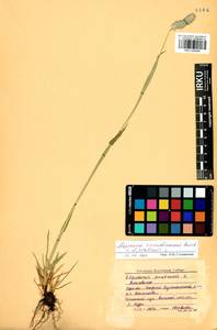 IRKU005446-2, Alopecurus arundinaceus × pratensis, Сибирь, Прибайкалье и Забайкалье (S4) (Россия)