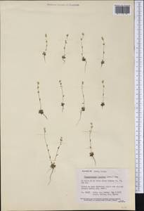 Plagiobothrys tenellus (Nutt. ex Hook.) A. Gray, Америка (AMER) (США)
