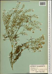 Клоповник пузырчатый L., Кавказ, Грузия (K4) (Грузия)