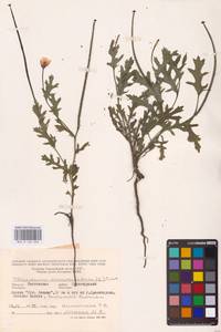 Мачок рогатый (L.) Rudolph, Восточная Европа, Ростовская область (E12a) (Россия)