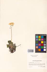 Primula auricula L., Западная Европа (EUR) (Франция)
