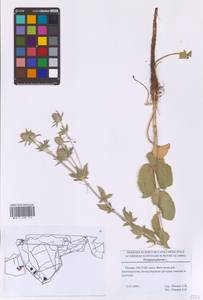 Синеголовник плосколистный L., Восточная Европа, Московская область и Москва (E4a) (Россия)