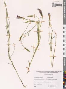 Горечавка трехцветковая Pall., Сибирь, Чукотка и Камчатка (S7) (Россия)