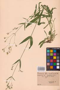 Горицвет кукушкин, кукушкин цвет (L.) Greuter & Burdet, Восточная Европа, Центральный район (E4) (Россия)