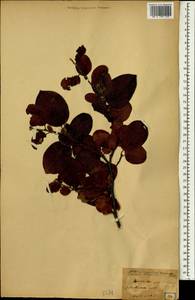 Pseudocydonia sinensis (Thouin) C. K. Schneid., Зарубежная Азия (ASIA) (Япония)