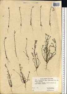Logfia minima (Sm.) Dumort., Восточная Европа, Белоруссия (E3a) (Белоруссия)