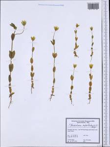 Blackstonia imperfoliata (L. fil.) Samp., Западная Европа (EUR) (Португалия)
