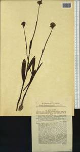 Траунштейнера шаровидная (L.) Rchb., Западная Европа (EUR) (Чехия)
