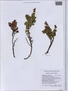 Gaultheria colensoi Hook. fil., Австралия и Океания (AUSTR) (Новая Зеландия)