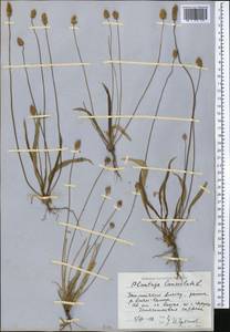 Подорожник ланцетный, Подорожник ланцетолистный L., Средняя Азия и Казахстан, Северный и Центральный Тянь-Шань (M4) (Киргизия)