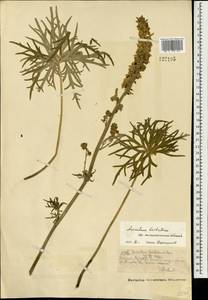 Борец бородатый Patrin ex Pers., Монголия (MONG) (Монголия)