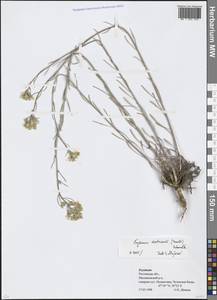 Erysimum quadrangulum Desf., Восточная Европа, Ростовская область (E12a) (Россия)