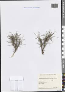 Акантолимон Карелина (Stschegl.) Bunge, Кавказ, Азербайджан (K6) (Азербайджан)