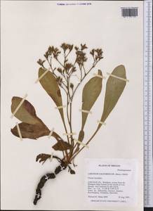 Limonium californicum (Boiss.) A. Heller, Америка (AMER) (США)