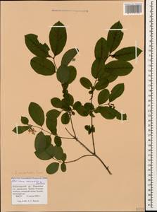 Lonicera caucasica subsp. orientalis (Lam.) D. F. Chamb. & Long, Кавказ, Краснодарский край и Адыгея (K1a) (Россия)