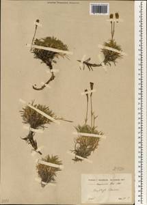 Silene caryophylloides subsp. masmenaea (Boiss.) Coode & Cullen, Зарубежная Азия (ASIA) (Турция)