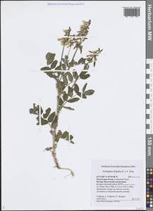 Астрагал холодный (L.) A.Gray, Восточная Европа, Северный район (E1) (Россия)