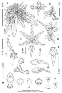 fig 1, Chamaeanthus longicheila (Aver. & Nuraliev) Vuong & Kumar, Зарубежная Азия (ASIA) (Вьетнам)