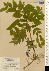 Козлятник восточный Lam., Кавказ, Южная Осетия (K4b) (Южная Осетия)