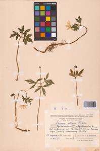 Ветреница алтайская Fisch. ex C.A.Mey., Восточная Европа, Средневолжский район (E8) (Россия)