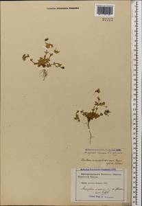 Lysimachia arvensis (L.) U.Manns & Anderb., Кавказ, Азербайджан (K6) (Азербайджан)