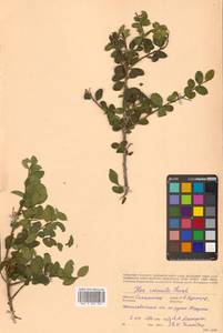 Падуб городчатый Thunb., Сибирь, Дальний Восток (S6) (Россия)