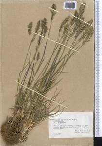 Koeleria spicata (L.) Barberá, Quintanar, Soreng & P.M.Peterson, Средняя Азия и Казахстан, Памир и Памиро-Алай (M2) (Таджикистан)